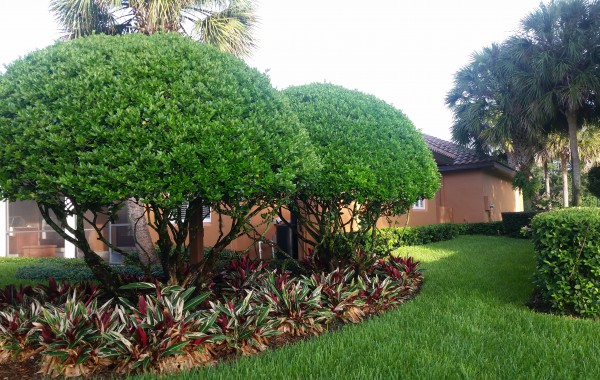 Residential Landscape 7
