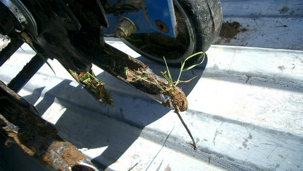 Vestibulum iaculis lacin.